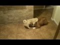 Gay Doggy S Having Sex