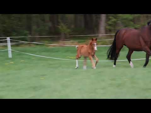 Stutfohlen von No Limit x Stedinger Cocktail