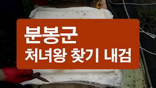 분봉군 처녀왕 찾기 내검, 처녀왕의 유무를 판단 할 수 있는 징후
