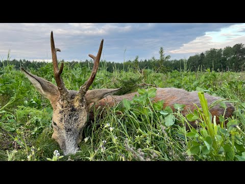 Jagderfolg auf der großen Wiese - Polen Bockjagd
