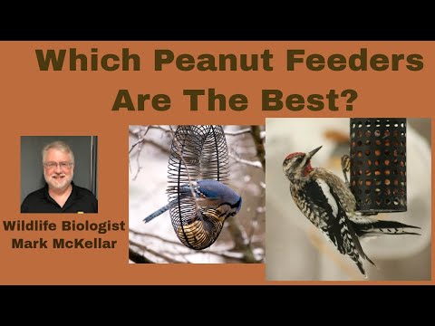 What Peanut Feeders Are The Best?