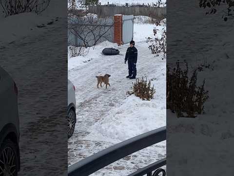 Деревня ☺️ #деревня #деревенскаяжизнь #собака