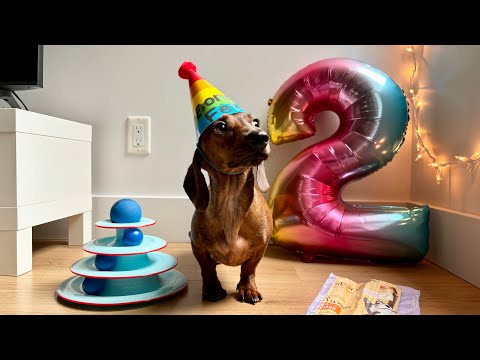 Mini dachshund's 2nd birthday!