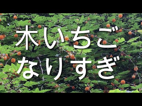 Rheobates palmatusについて詳しく解説