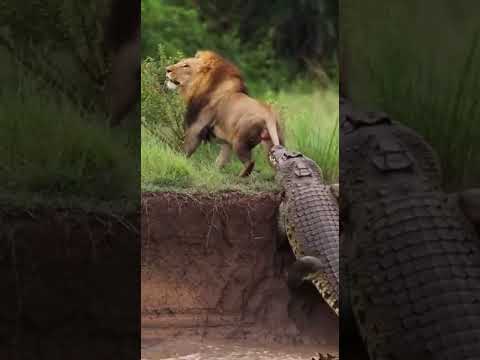 สู้เพื่อการมีชีวิตอยู่