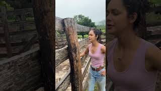 Vida de leiteiro não é fácil #dianaroça #vidanaroça