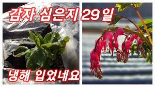 감자 심은지29일 감자냉해 수미감자 괴산감자 감물감자 행복한괴산-신나는농부 [감자재배방법]