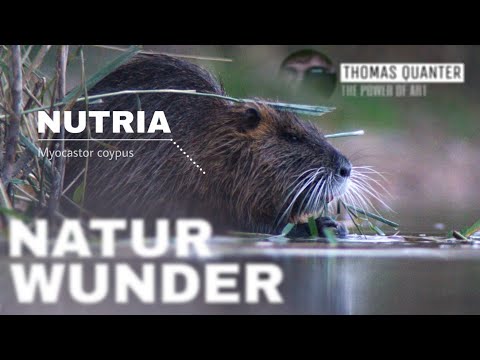 Der Sumpfbiber (Nutria) | Mini Doku