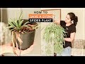 How to Save Drying Spider Plant| सूखने से कैसे बचाए मूसली पौधे को | monthly hindi video How to Save Drying Spider Plant| सूखने से कैसे बचाए मूसली पौधे को | monthly hindi video