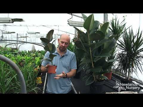 Check out Ficus Robusta - Newlands Nursery