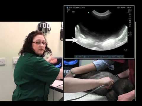 IMV imaging Abdominal Ultrasound Video 7 - Ultrasound exam of the urinary bladder