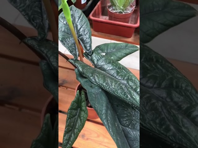 Стандарт поставки видео №1 Алоказия блек, D-12