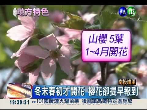 等不到冬末春初! 櫻花10月盛開