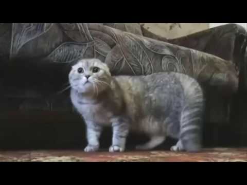 [WSG] 4Chan YLYL Compilation #1 #dankest