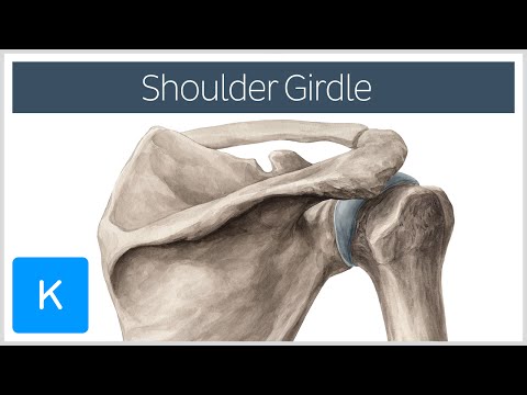 image-What is the pectoral girdle? 