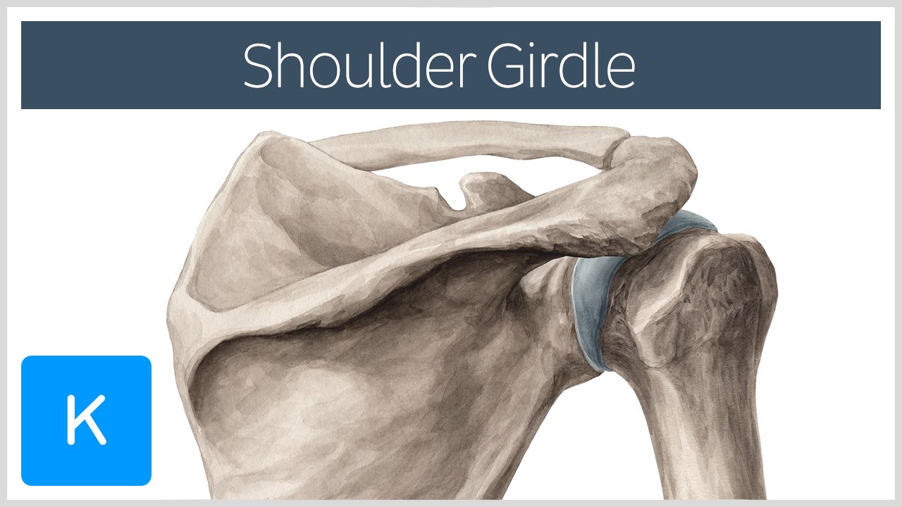 Shoulder (Pectoral) Girdle - Muscles and Movements - Human Anatomy | Kenhub