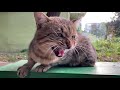 A Gray Aggressive Cat Bites Me The Cat Fights For Territory 灰猫攻击