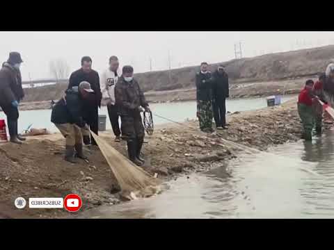 Fishing Videos, fishing nets natural water Catch many fish in river#fish