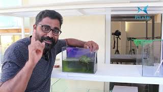 ഒറ്റ പൈസ ചിലവില്ലാതെ മൊയ്‌ന വളർത്താം???!!! Super live food Moina growing technique???!!!