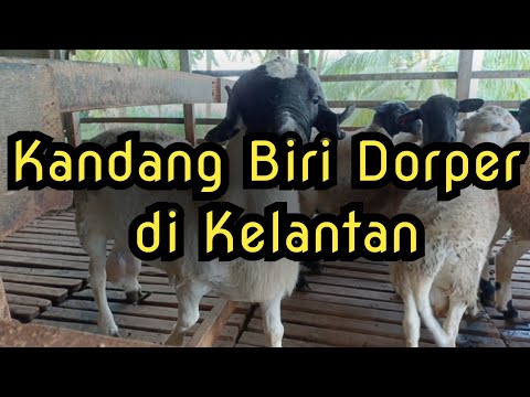 , title : '[ Episod 76 ] Melawat kandang ternakan biri biri Dorper di Kelantan'