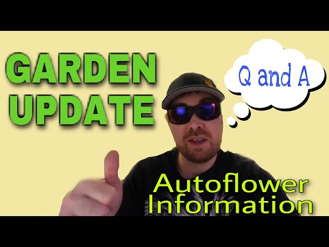 AUTOFLOWER INFO QUESTIONS ANSWERS AND NEW AUTOFLOWER GENETICS GARDEN UPDATE