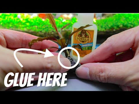 How To EASILY Propagate Bucephalandra And Anubias