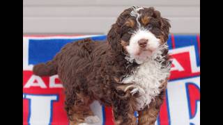 Video preview image #1 Bernedoodle (Miniature) Puppy For Sale in MORGANTOWN, PA, USA