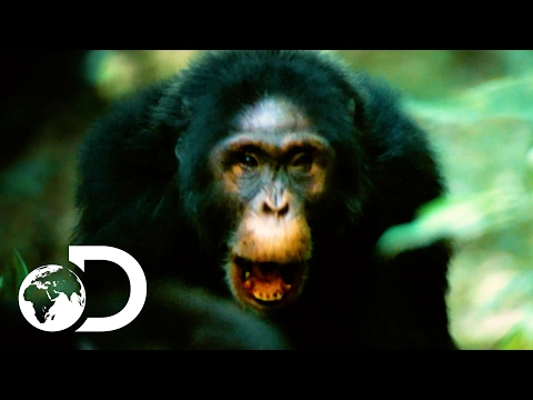 Thumbnail of the video: NEW | Rise of the Warrior Apes