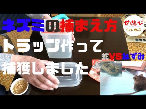 ペットボトルを使ってネズミを追い払うことができたらどうしますか?使用説明書！  庭園