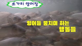 쏘가리 양어장에 잉어들 뭉치며 하는 행동