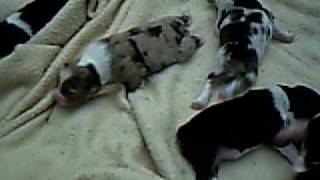 Tuxedo X Christy Pups- July 18, 2009- 1 wk old