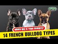 14 Different Types Of French Bulldogs