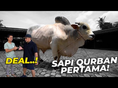 BARU SAMPE SETIA FARM LANGSUNG DEAL 1 SAPI QURBAN..!