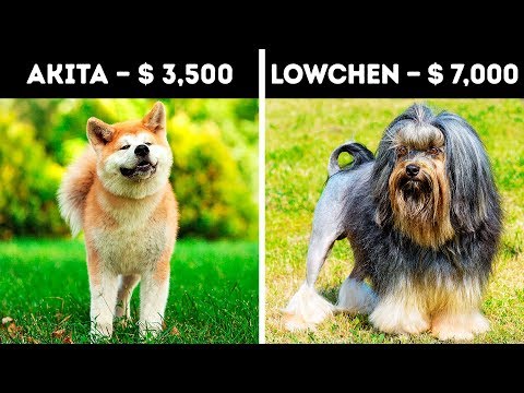 YouTube video about: How much do stitches for a dog cost?