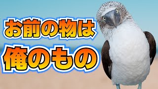 Attach YouTube