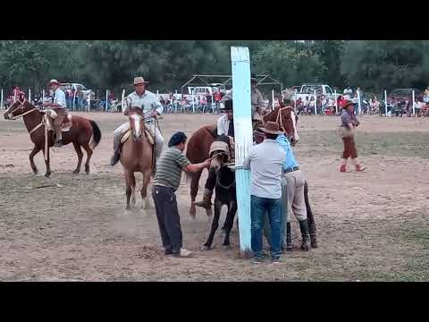 ACADEMIA EL HORNERO: 5 EDICION DEL FESTIVAL LA EMPANADA CHARQUI,,MONTA EL BRASILERO..AL MULO EL TORD