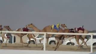 Camel Racing at Al Shahaniya Camel Racetrack near Doha, Qatar
