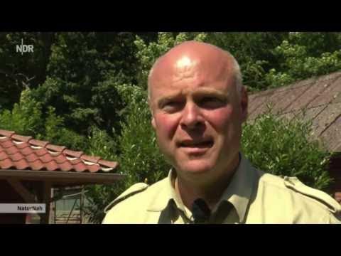 Jagdhundeausbildung 2013