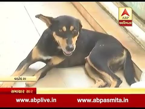 Fifty thousand dogs in Vadodara city