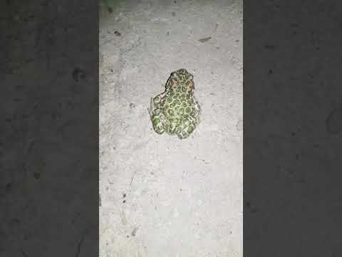 Broască râioasă de piatră