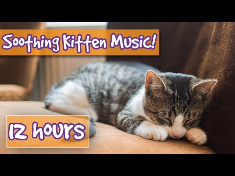 How to Make your Kitten Calm Down! Relaxing Music to Help Calm Your Cat, Kitten and Reduce Stress!🐱