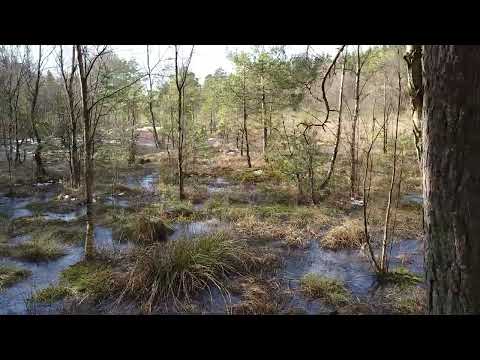 LILLA MOSSEN öster om SÖDRA BYGGET - 2022-04-01 - Kallinge - BLEKINGE - Sony Xperia I mk2