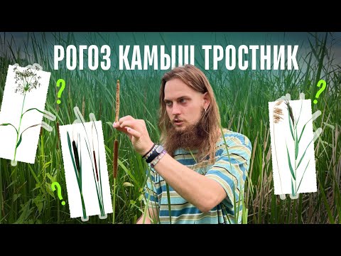 Рогоз Камыш Тростник как отличить? Прибрежно-водные растения.
