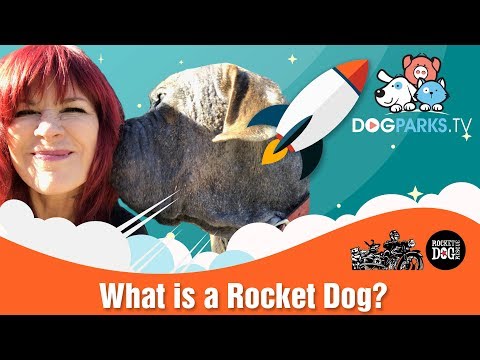 Rocketdogrescue