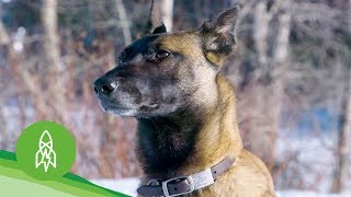 These Dogs Sniff Out Wildlife Crime