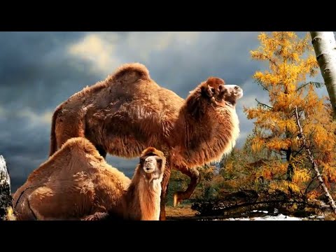 The Evolution of the Camel