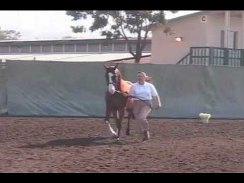 Del Mar Arabian Sporthorse Regional Championships
