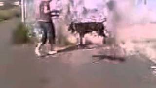 koko-pitbul-2  - Hey! You know the book Lyrow Wey?