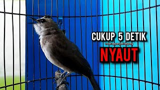 Download lagu trucukan gacor TARUNG ROPEL PANJANG pancingan trucukan agar bunyi jadikan burung trucuk gacor NYAUT mp3