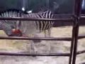 Zebras At Play